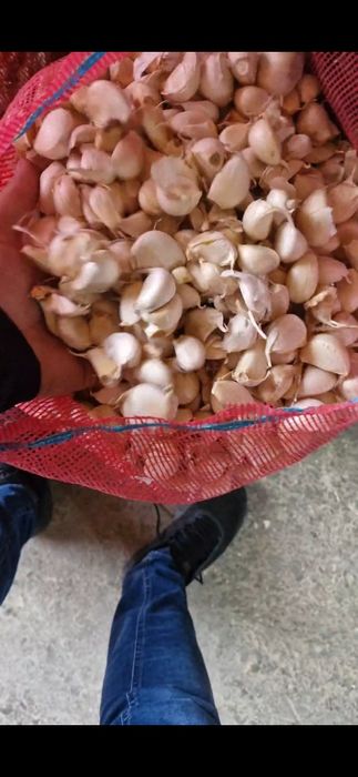 Vand usturoi de samanta