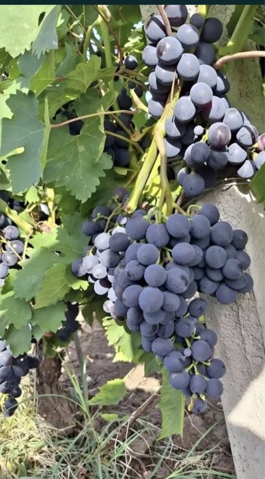 Vand struguri de vin galati