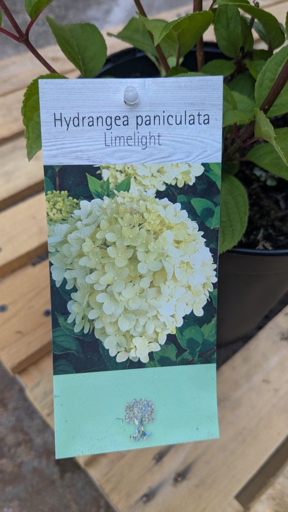 Hortensie paniculata