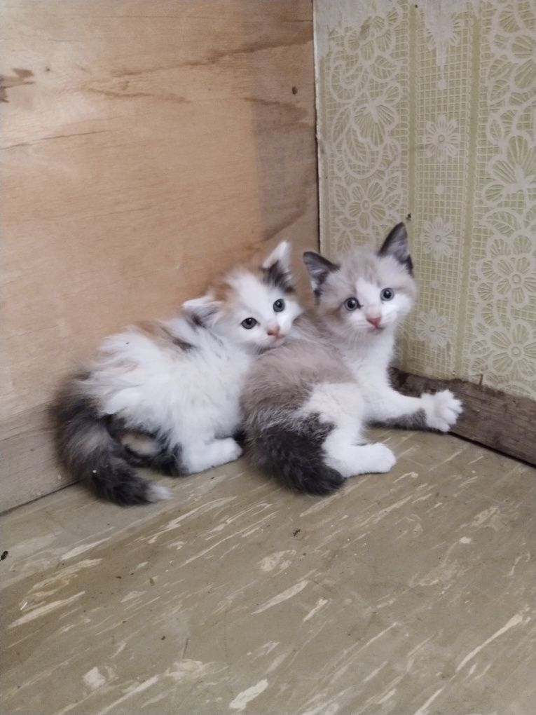 Ищем дом для котят