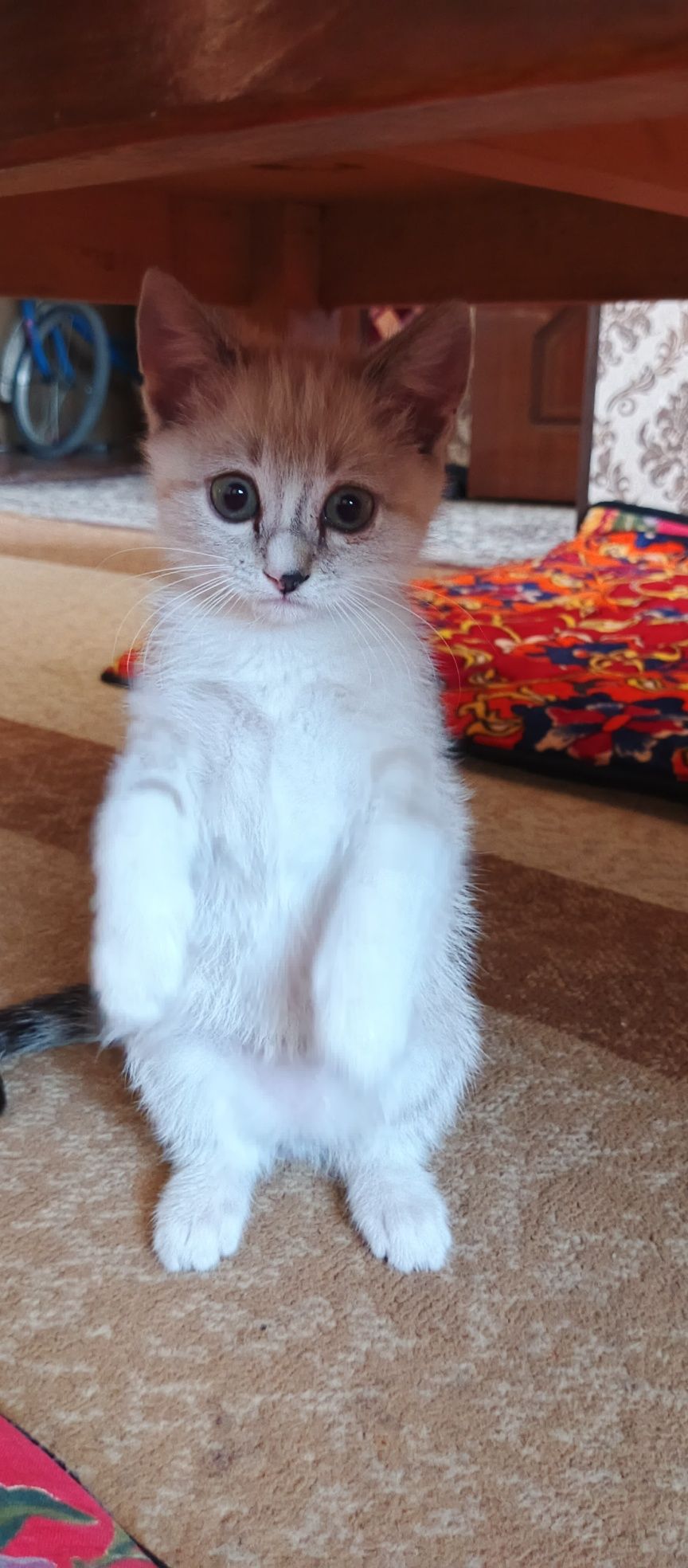 Продается котик смешанный