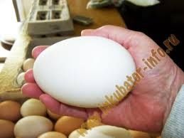 Продам домашнее гусинное Яйцо