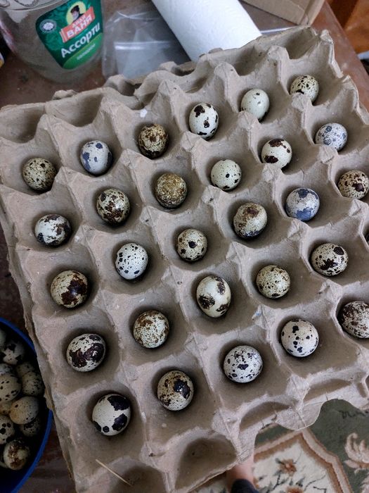 Яица перепелиные