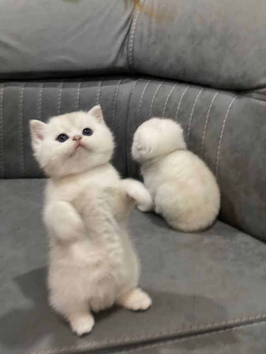 Mushuk bolasi sotiladi bitaniskiy serebristiy shinshila qiz o'g'l bor