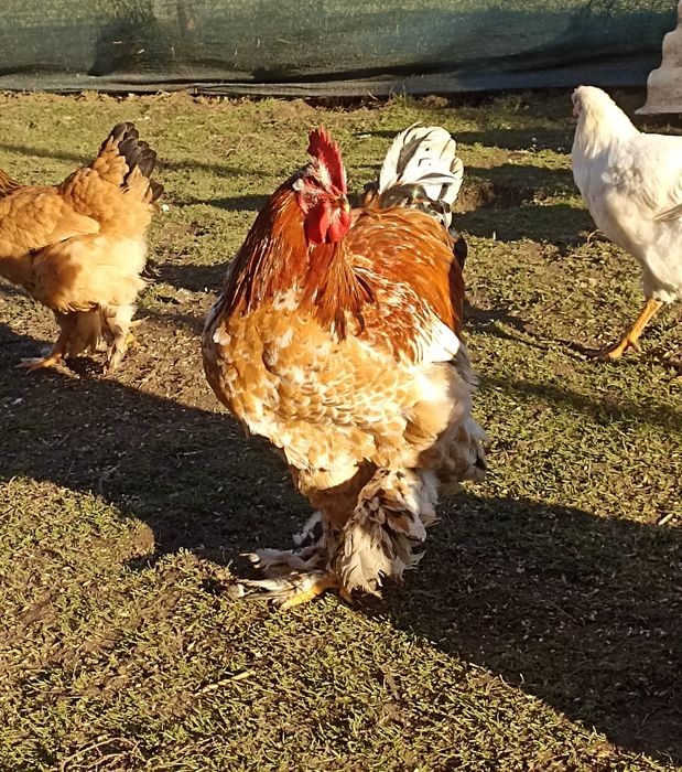 Vând cocoșii Brahma