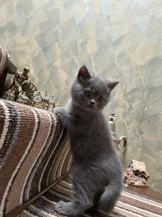 Pisicuță British Shorthaire Blue