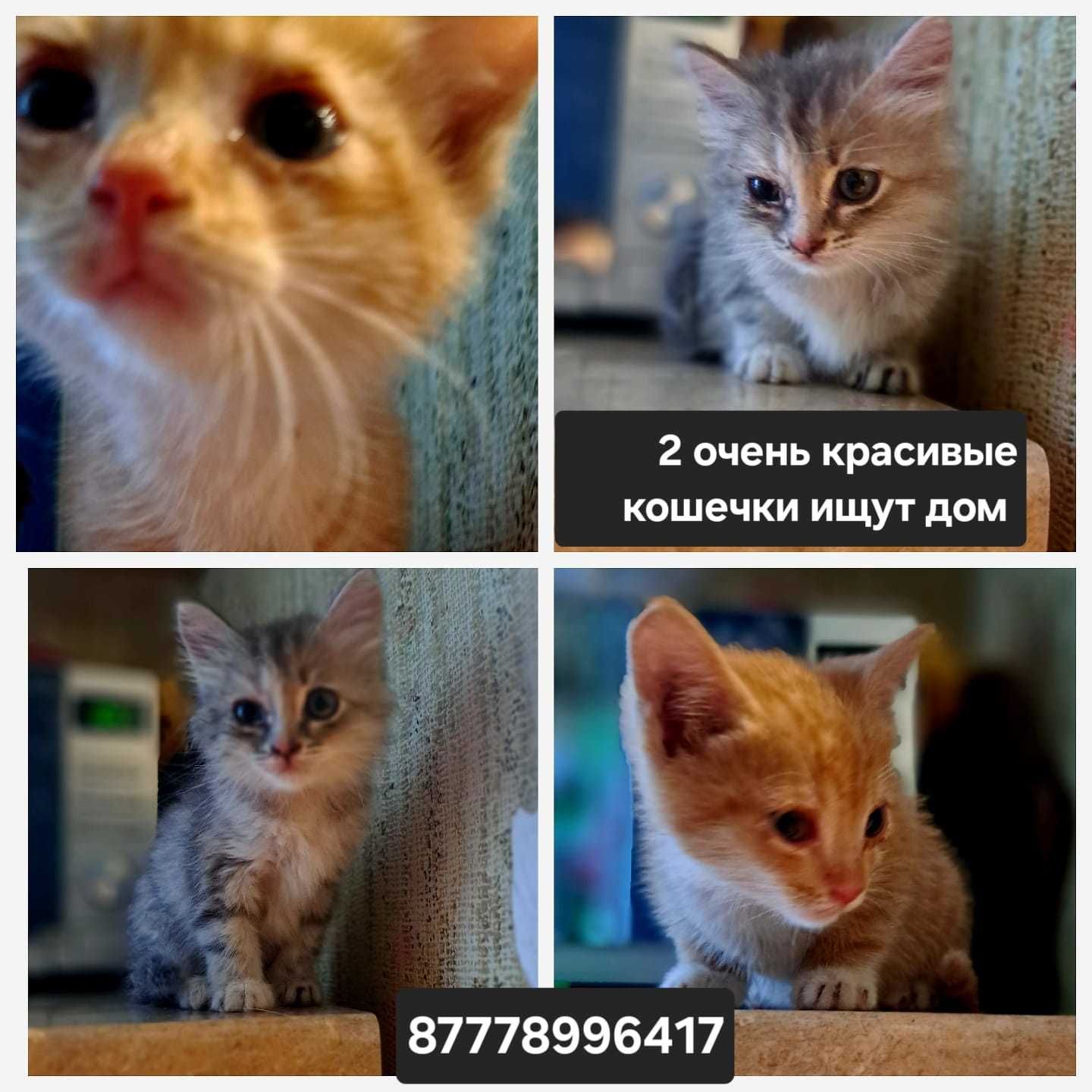 Две красивые кошечки ищут дом!