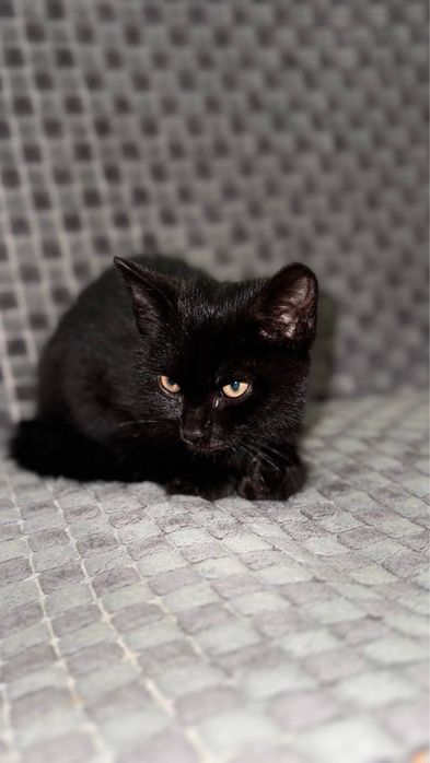 Котенок мальчик ищет добрых хозяев