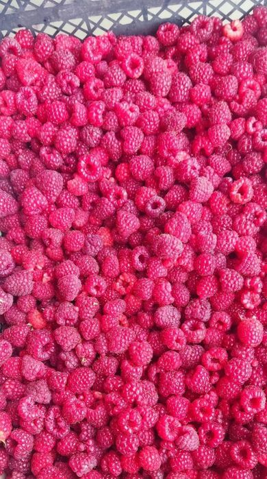 Малина Полана ва Полька, оригинал сорт