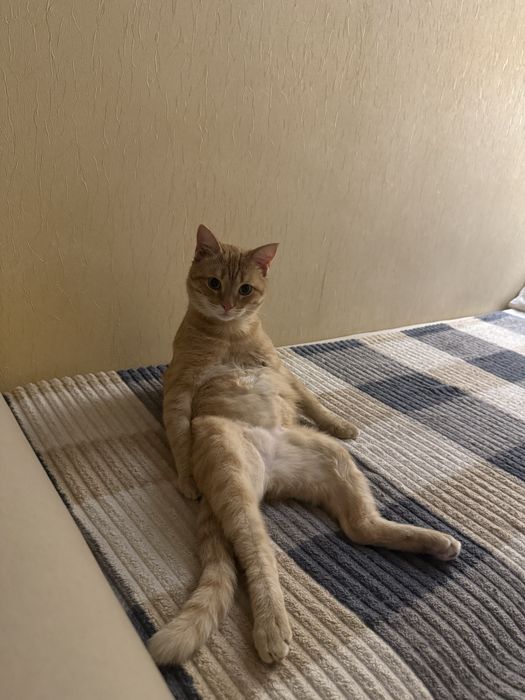 Рыжий котик ищет дом