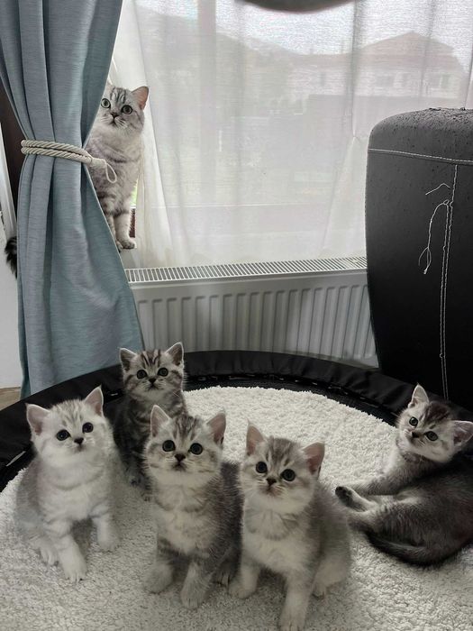 Котета - британски късокосмести