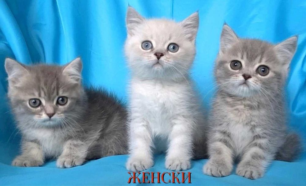 Мъжки и женски късокосмести котенца