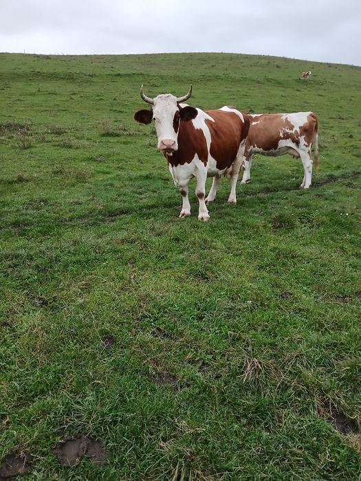 Vaca de abator de vânzare