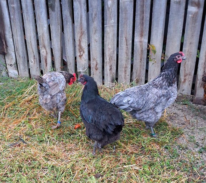 Pereche de gaini Australorp