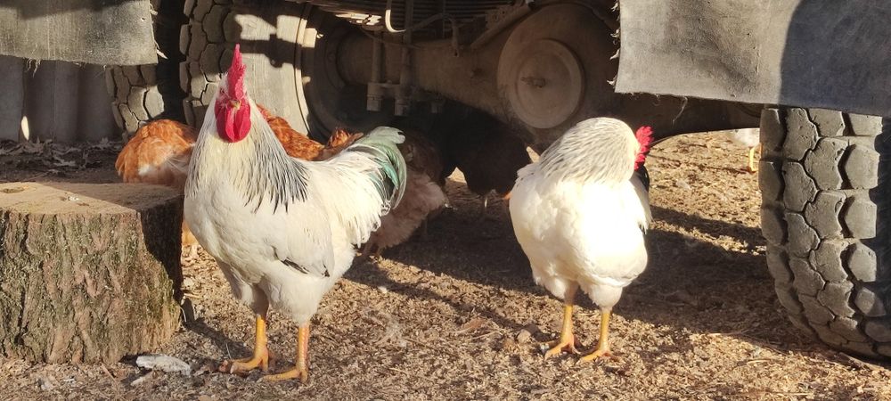 Продается петух адлерский серебристый