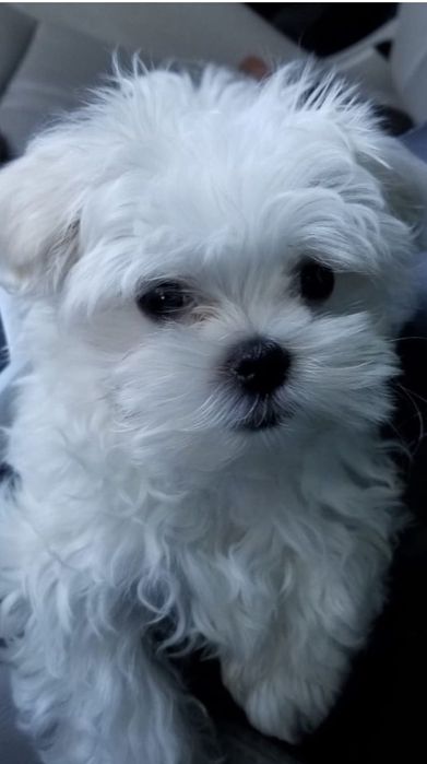 Bichon Maltez  Băiat