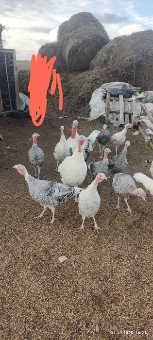 Продам индюков целая семья