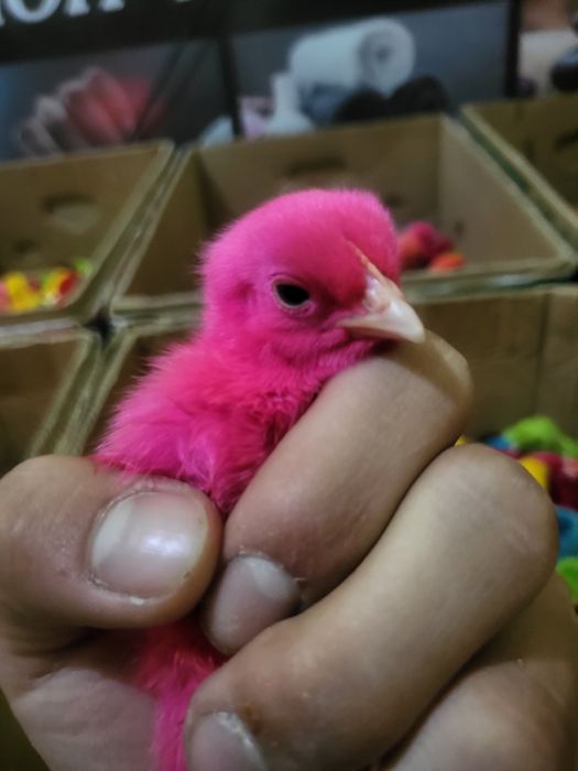 Har hill bor tel doimo yoniq.