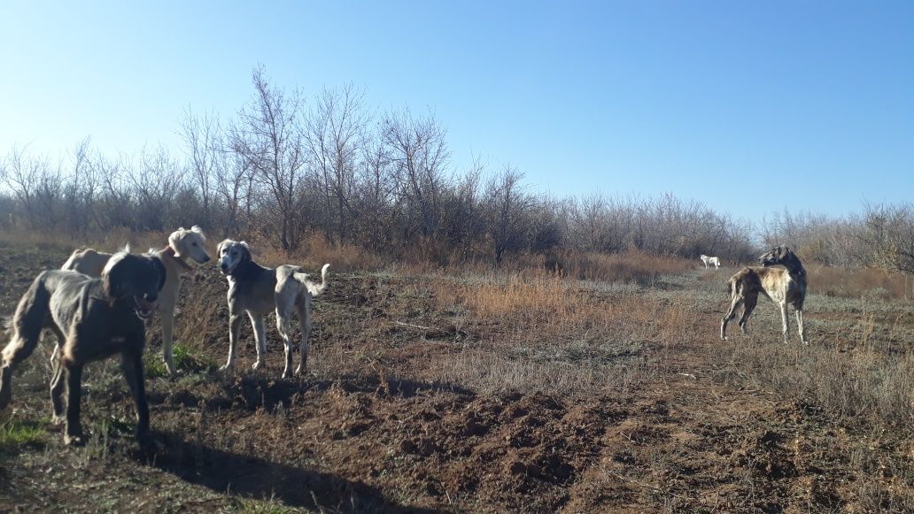 Кумай тазылар сатылады