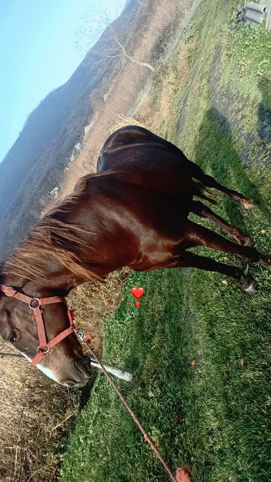 Vând sau schimb iapă și oi(nam poza cu oile)