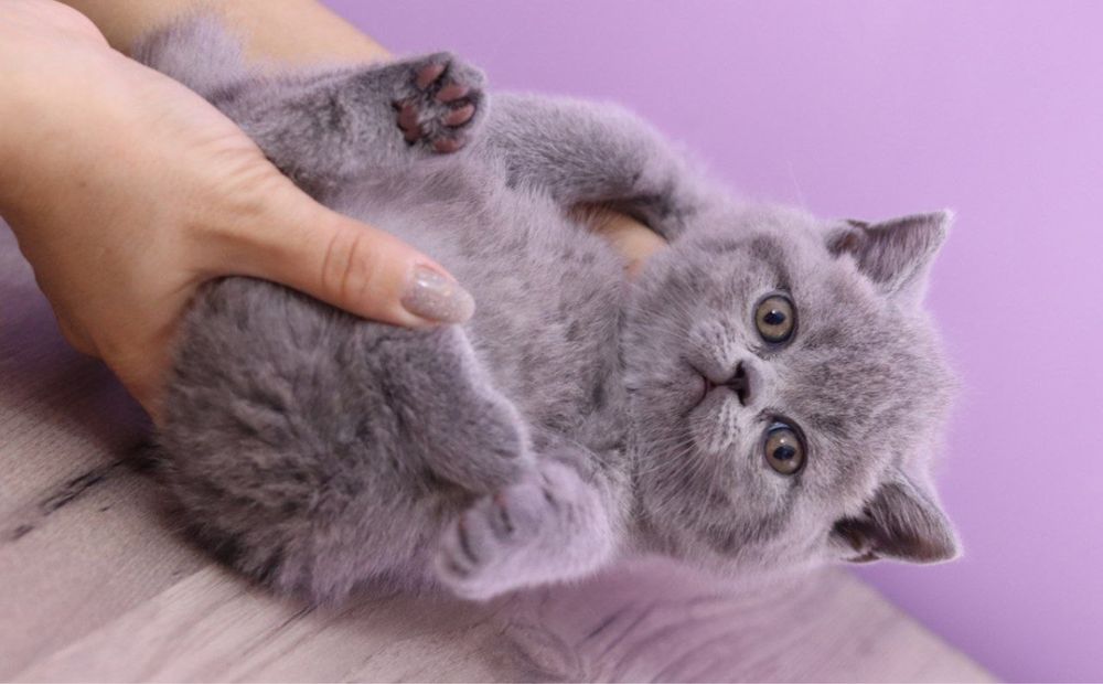 Продаются британские котята