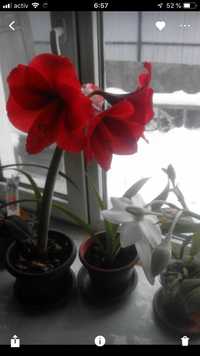 Продам комнатные цветы, Амариллис (Amaryllis),  и розовый Гиппеаструм