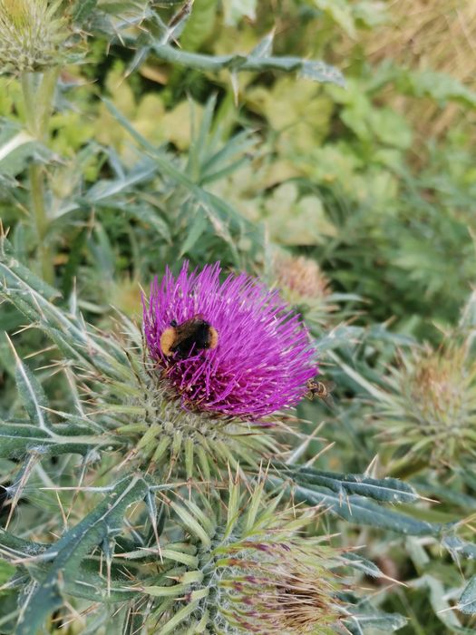 Шипки плод ,билки,витамини,пресни