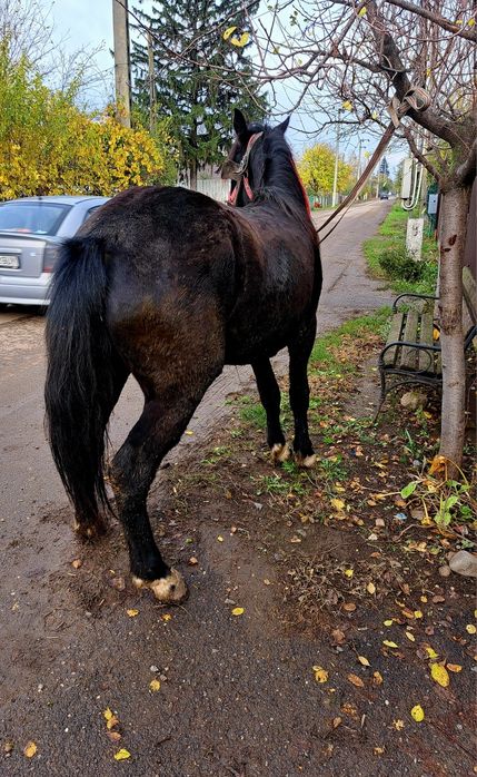 Vând o manza de 1 an jumate