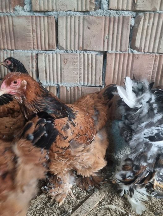 Vâmd Brahma Portelan