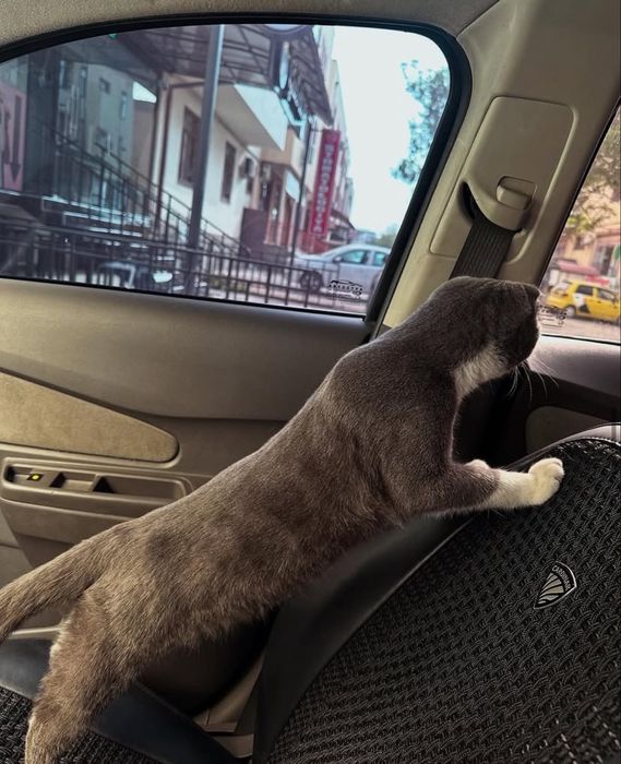 Britanskiy mushuk sotiladi