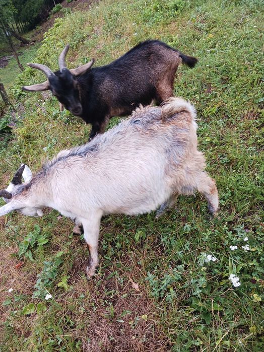 Tapi tineri  de vanzare