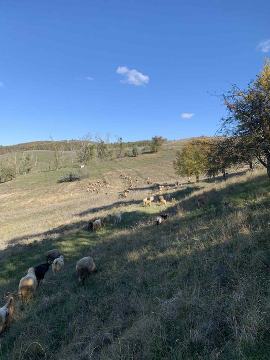Vând 100 de oi și 40 de capre