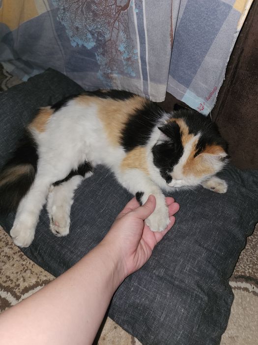 Xadiyaga qiz bola mushuk aqilli gapka chunadi