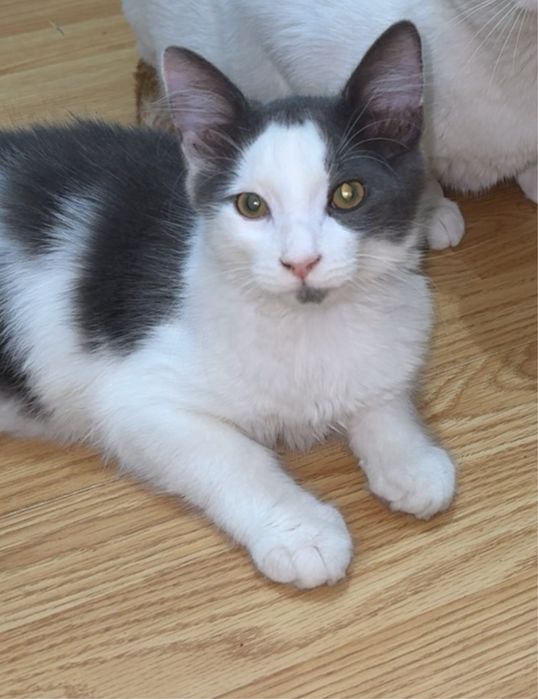 Motanel spre adoptie