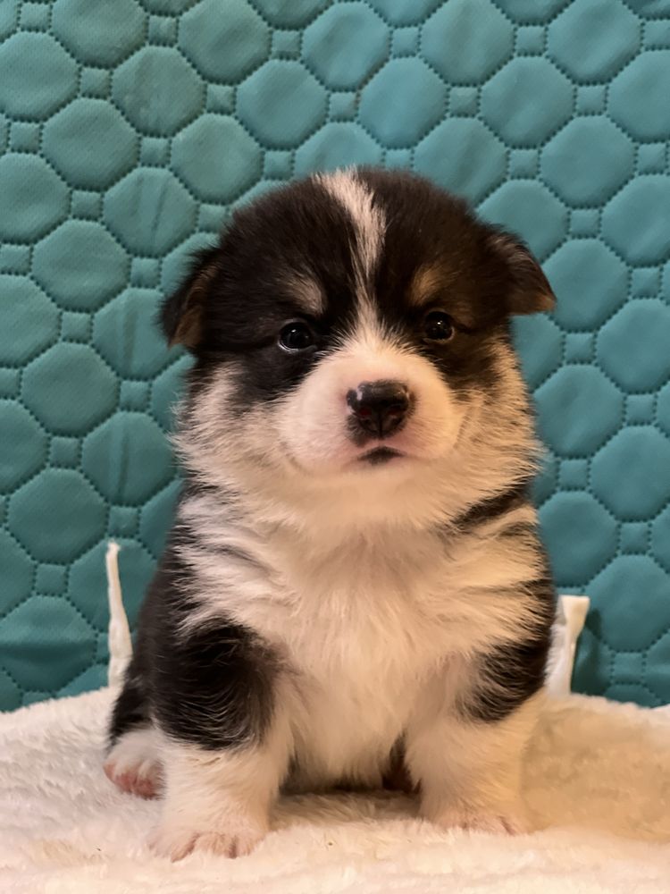 Mascul tricolor Welsh Corgi