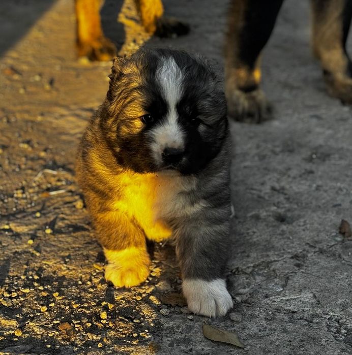 Продам щенков кавказской овчарки
