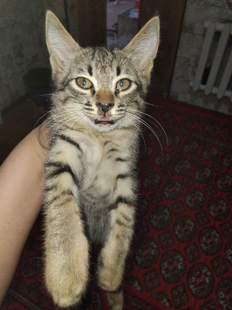 Mushuklar soglom.hadyaga. bariladi 3tasi.