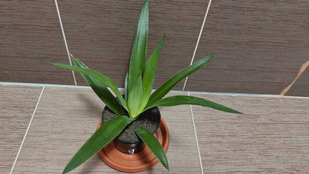 Planta apartament - Yucca in ghiveci, aprox. 16 cm