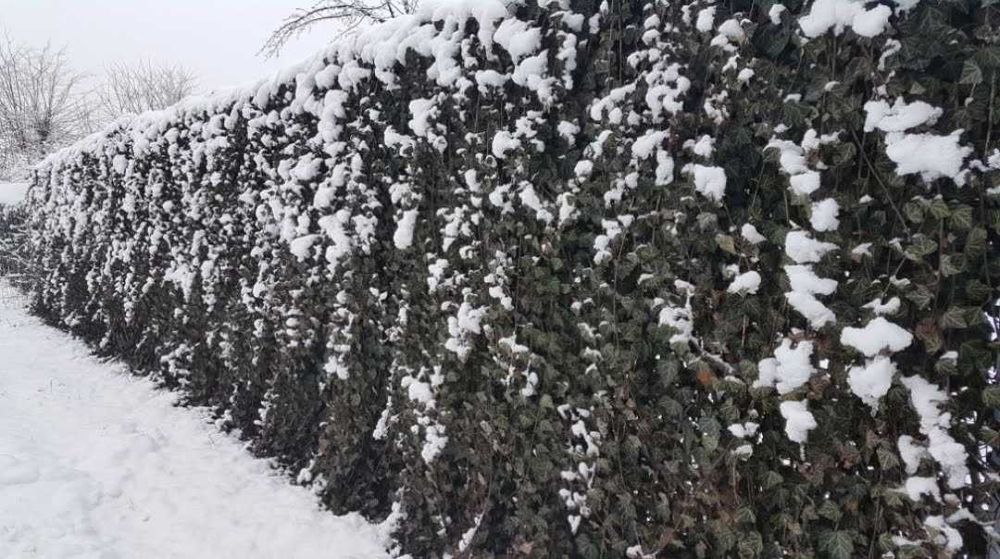 Iedera helix weorner soi foarte rezistent - Producator