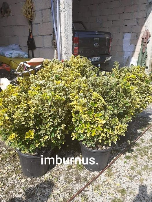 Copaci ornamentale Tuia mesteacăn Magnolia