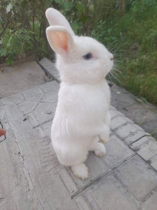 Декаратив куйончалар болалари хархели зурлари сотувда Самарканд шахар