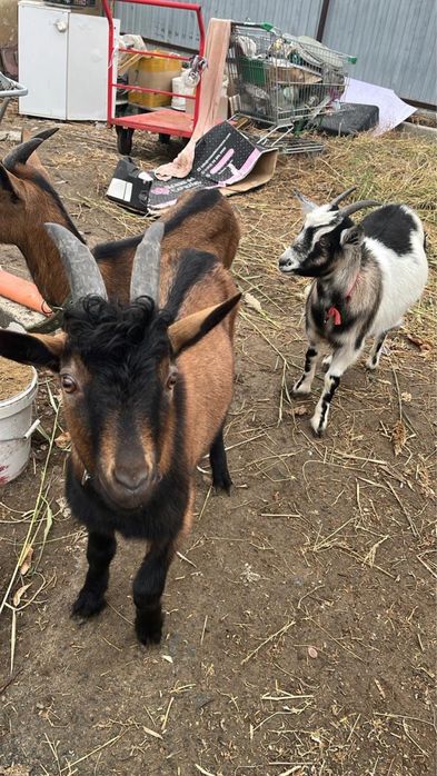 Ешкілер сатылады