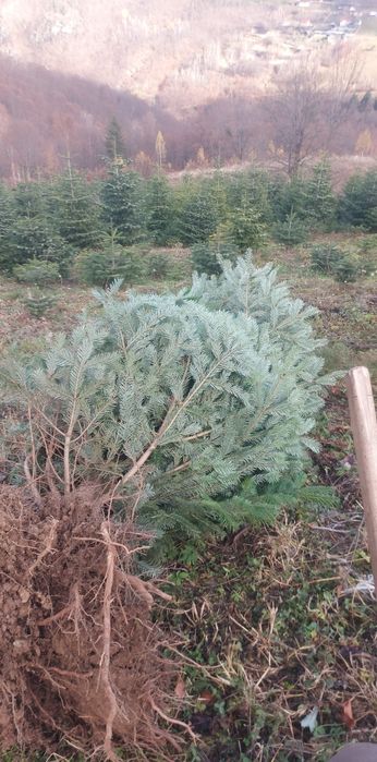 Vând brazi de Crăciun sau replantat!