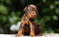 Pui dobermann cu pedigree