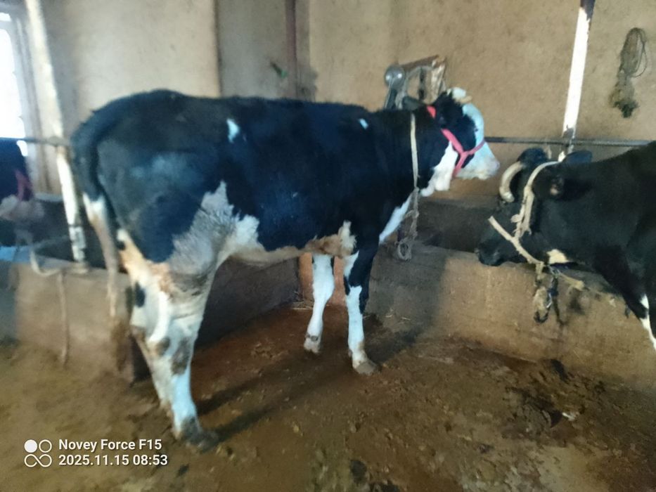 Qissir qochirishga tayyor