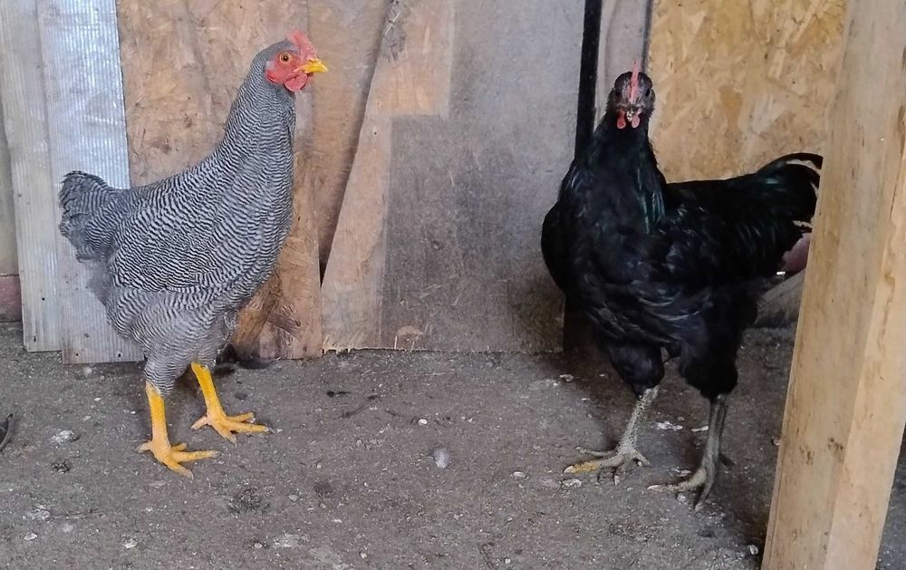 cocos de 5 luni Plymouth Rock Barat