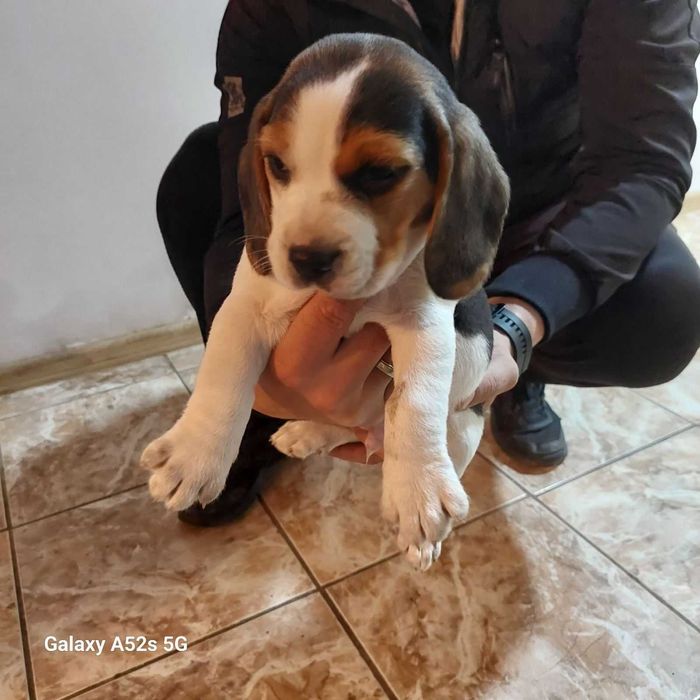 Куче порода Бигъл