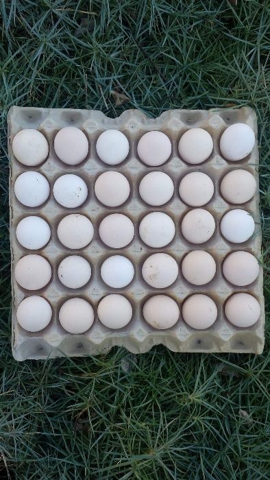 Яйца от Черна Шуменска кокошка