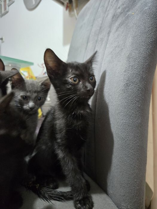 Dau Spre Adopție Gratuit Pui de pisică 10 săptămâni