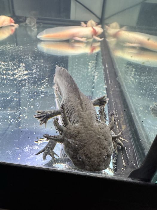 Vand axolotl negru aprox 8 luni